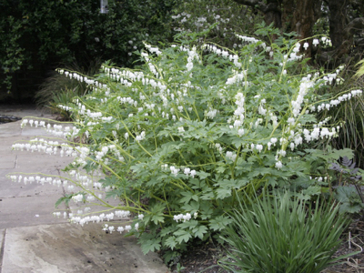 Dicentra spectabilis alba