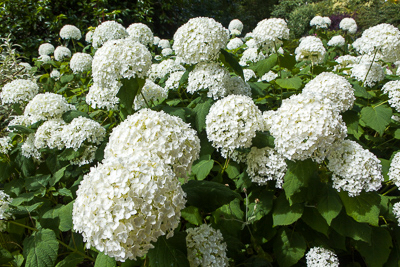 Hydrangea arborescens Annabelle 