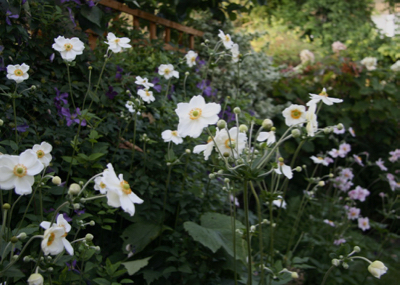 Anemone hybrida 'Honorine Jobert'