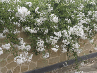 Solanum laxum ‘Album’