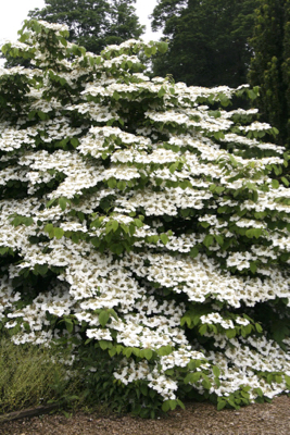 Viburnum plicatum Mariesii