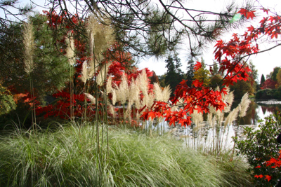 acer grasses autumn red foliage