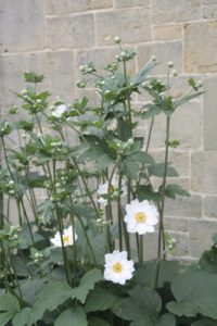 Read more about the article 5 essential … plants with white flowers