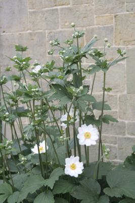 anemone Honorine Jobert