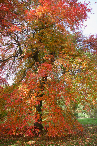 autumn colour foliage