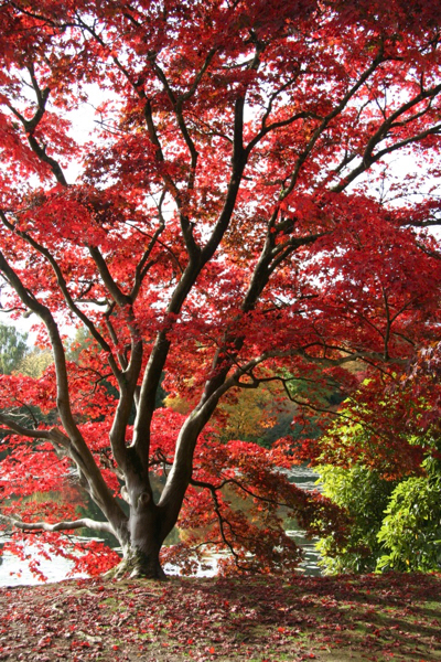 autumn colour tree