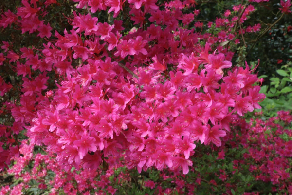 azalea acid soil rhododendron