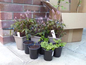 Read more about the article Choosing plants for your garden – what to consider before purchasing!