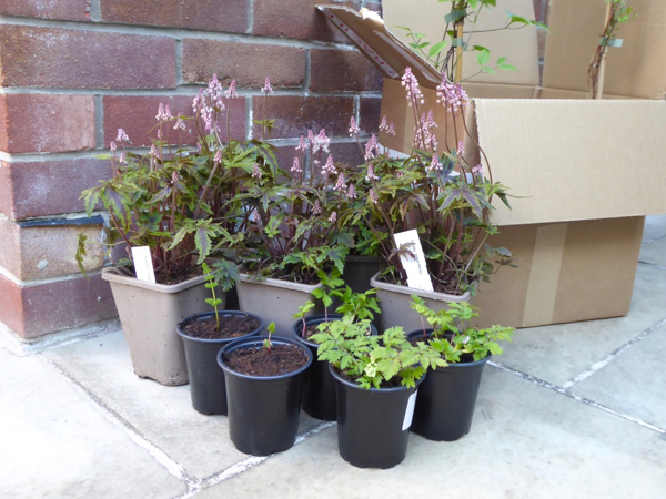 buy plants online mail order