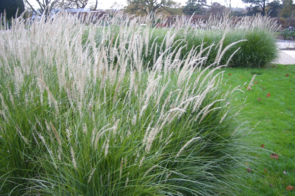 ornamental grass hedge