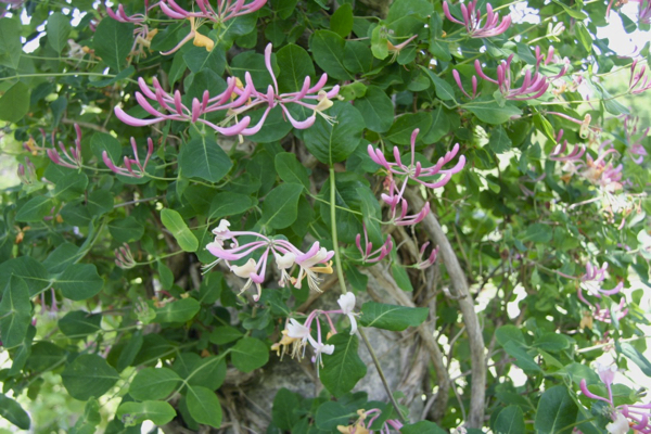 climbing plant