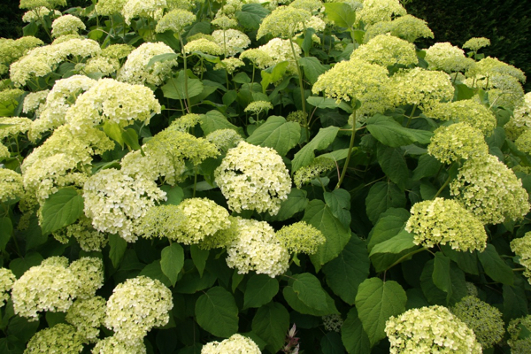 flowering shrub hydrangea