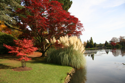 pampas grass lake sheffield park gardens