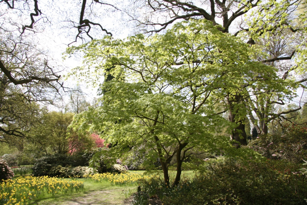 woodland garden